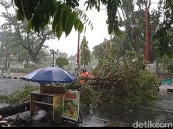 Hujan Disertai Angin Kencang Landa Lamongan, Sejumlah Pohon Tumbang