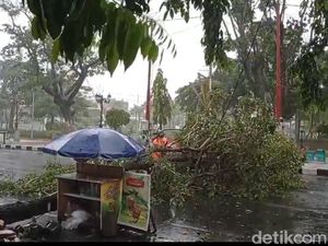 Hujan Disertai Angin Kencang Landa Lamongan, Sejumlah Pohon Tumbang Hujan Disertai Angin Kencang Landa Lamongan, Sejumlah Pohon Tumbang
