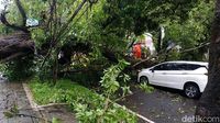 Pohon Tumbang Timpa Dua Mobil di Kota Malang