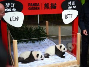 Potret Gemas Panda Kembar yang Lahir di Berlin