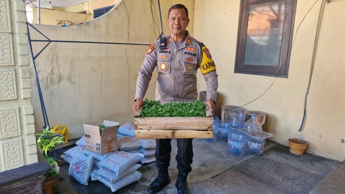 bibit flora polresta sidoarjo bibit flora polresta sidoarjo