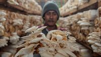 Melihat Petani Panen Jamur Tiram di Kota Serang