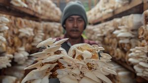 Melihat Petani Panen Jamur Tiram di Kota Serang