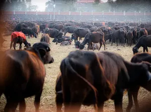 Ngerinya Festival di Nepal: Mau Sembelih Setengah Juta Hewan, Diprotes Aktivis Ngerinya Festival di Nepal: Mau Sembelih Setengah Juta Hewan, Diprotes Aktivis