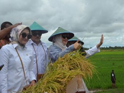 Langkah Legislator Gerindra Dukung Swasembada Pangan di Merauke