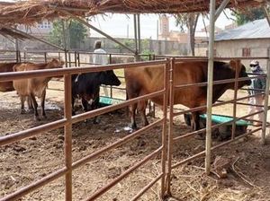 Indonesia Beri Pelatihan Teknologi Inseminasi Buatan ke Peternak di Afrika Indonesia Beri Pelatihan Teknologi Inseminasi Buatan ke Peternak di Afrika