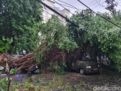 Brakk, Mobil Satpol PP Surabaya Tertimpa Pohon Beringin Tumbang