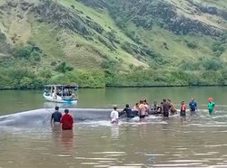 Kondisi Paus Jumbo Terdampar 3 Hari di Ngada NTT, Ada 30 Luka Punggung