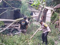 Cuaca Ekstrem di Karangasem, Puluhan Pohon Tumbang hingga Longsor