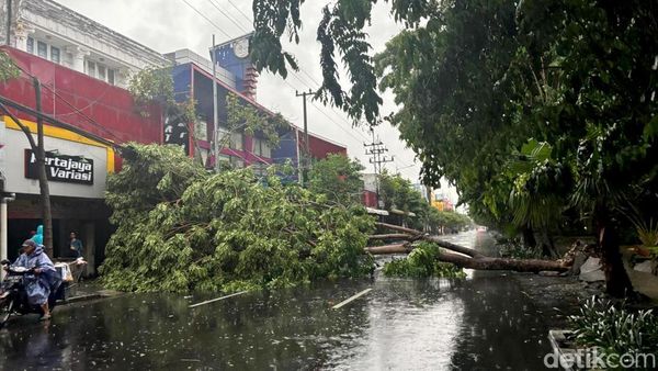 Kemacetan di Jalan Kertajaya Surabaya Imbas Pohon Tumbang