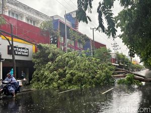 Kemacetan di Jalan Kertajaya Surabaya Imbas Pohon Tumbang Kemacetan di Jalan Kertajaya Surabaya Imbas Pohon Tumbang