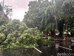 Jadi Ancaman Saat Hujan Deras, Kata Pakar Unair Ini Faktor Pemicu Pohon Bisa Tumbang