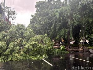 Pohon Tumbang Melintang Tutup Jalan Kertajaya Surabaya, Lalin Macet Pohon Tumbang Melintang Tutup Jalan Kertajaya Surabaya, Lalin Macet