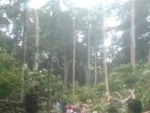 Monkey Forest Ditutup Sementara Seusai Pohon Tumbang-Renggut 2 Korban Jiwa