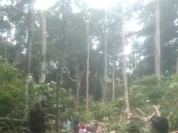 Monkey Forest Ditutup Sementara Seusai Pohon Tumbang-Renggut 2 Korban Jiwa