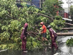 13 Pohon Tumbang Imbas Hujan Deras dan Angin Kencang di Surabaya