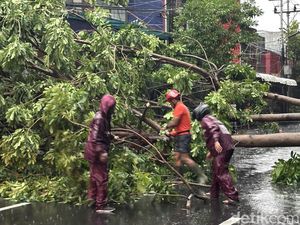 13 Pohon Tumbang Imbas Hujan Deras dan Angin Kencang di Surabaya 13 Pohon Tumbang Imbas Hujan Deras dan Angin Kencang di Surabaya