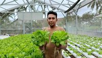 Raup Jutaan Rupiah Dari Tanaman Hidroponik
