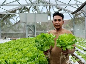 Raup Jutaan Rupiah Dari Tanaman Hidroponik Raup Jutaan Rupiah Dari Tanaman Hidroponik