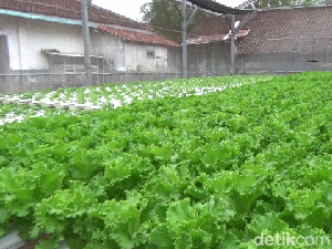 Pemuda Lumajang Raup Jutaan Rupiah dari Budidaya Sayuran Hidroponik