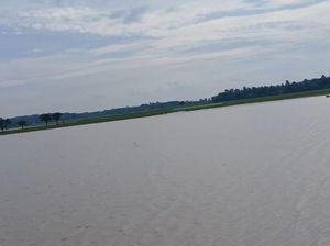 7.164 Hektare Sawah di Pandeglang Terancam Gagal Panen Akibat Banjir