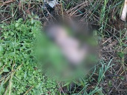 Pilu Bayi Tak Berdosa Diduga Dibuang di Kebun Sayuran Lembang