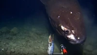Raksasa Hitam Muncul Saat Bangkai Sapi Ditenggelamkan ke Laut