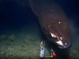 Hiu Raksasa Berwarna Hitam Terekam Jelas di Lautan Dalam Hiu Raksasa Berwarna Hitam Terekam Jelas di Lautan Dalam