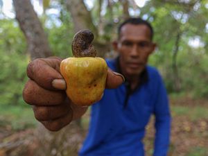 Cerita Petani Mete di Wawonii Bisa Raup Omzet hingga Rp 1 Juta/Hari Cerita Petani Mete di Wawonii Bisa Raup Omzet hingga Rp 1 Juta/Hari
