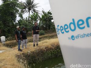 Intip Digitalisasi Sektor Perikanan di Lampung Selatan Intip Digitalisasi Sektor Perikanan di Lampung Selatan