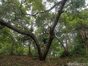 Melirik Pohon Lokal Jawa Timur, Cocok Ditanam Sepanjang Tahun!