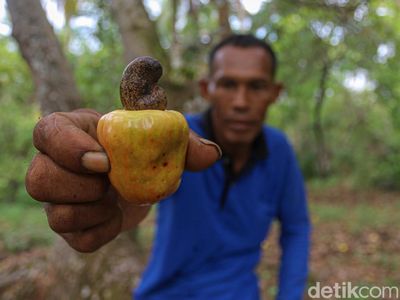 Kebun Jambu Mete Tersebar Luas di Wawonii Konawe Kepulauan