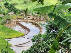 Ribuan Hektare Sawah di Sukabumi Terimbas Banjir Bandang