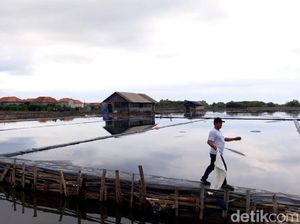 Petani Garam di Probolinggo Gagal Panen Imbas Hujan Terus-menerus Petani Garam di Probolinggo Gagal Panen Imbas Hujan Terus-menerus