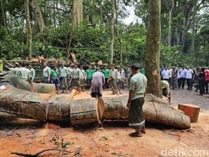 Ketimpa Pohon Monkey Forest, Turis Dapat Uang Asuransi Rp 1 Miliar Ketimpa Pohon Monkey Forest, Turis Dapat Uang Asuransi Rp 1 Miliar