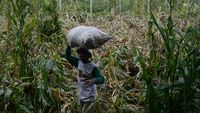 Panen Dini Pertanian Jagung di Klaten gegara Hujan Angin