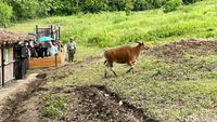 Melihat Pelepasliaran Banteng-Landak di TWA Cagar Alam Pangandaran