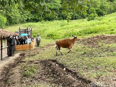 Melihat Pelepasliaran Banteng-Landak di TWA Cagar Alam Pangandaran