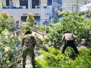 Pohon Tumbang Trenggalek Timpa 4 Korban-1 Tewas, Perampingan Dilakukan Pohon Tumbang Trenggalek Timpa 4 Korban-1 Tewas, Perampingan Dilakukan