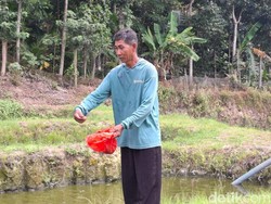 Dulu Panggul Karung 30 Kg, Petambak di Lampung Berubah Karena Teknologi