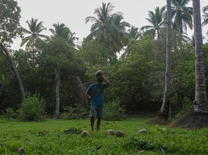 Melihat Potensi Kopra di Wawonii, Sekali Panen Bisa Tembus 500 Kg Melihat Potensi Kopra di Wawonii, Sekali Panen Bisa Tembus 500 Kg