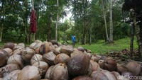Ada Hilirisasi, Mentan Klaim Harga Kelapa Bisa Tembus Rp 6.000 per Butir