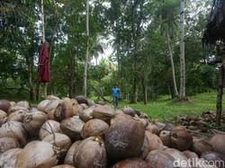 Ada Hilirisasi, Mentan Klaim Harga Kelapa Bisa Tembus Rp 6.000 per Butir