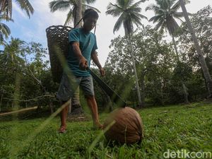 Petani Kopra di Wawonii Bisa Panen hingga 500 Kg Petani Kopra di Wawonii Bisa Panen hingga 500 Kg