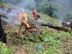 Polisi Temukan 1,5 Hektare Ladang Ganja di Madina, Pemilik Diburu