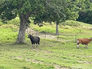 TWA Cagar Alam Pangandaran Sepi, Pemandu Wisata Gigit Jari TWA Cagar Alam Pangandaran Sepi, Pemandu Wisata Gigit Jari