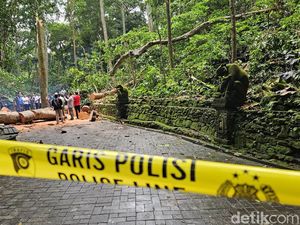 Pengelola Ungkap Puting Beliung di Monkey Forest Ubud Sebelum Tewaskan 2 Turis Pengelola Ungkap Puting Beliung di Monkey Forest Ubud Sebelum Tewaskan 2 Turis