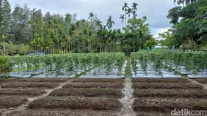 Tailing Disulap Jadi Lahan Hijau hingga Campuran Aspal