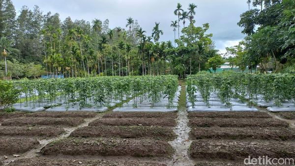 Tailing Disulap Jadi Lahan Hijau hingga Campuran Aspal