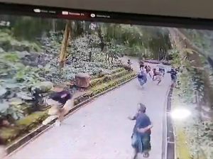Video: Detik-detik Pohon Tumbang di Monkey Forest Ubud, 2 Turis Asing Tewas Tertimpa